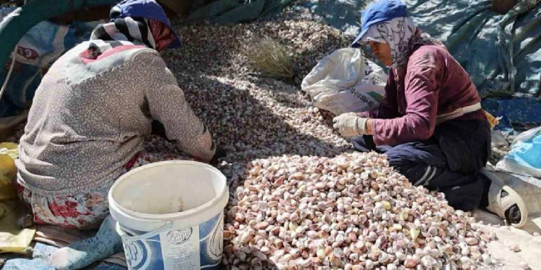 Antibiyotik fabrikalarının gözdesi! 80 bin metrekareden yurt dışına gidecek: Beklenti 150 ton! 2